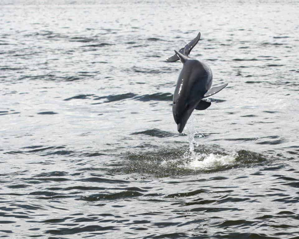 Blue-Dolphin-Tours-Orange-Beach