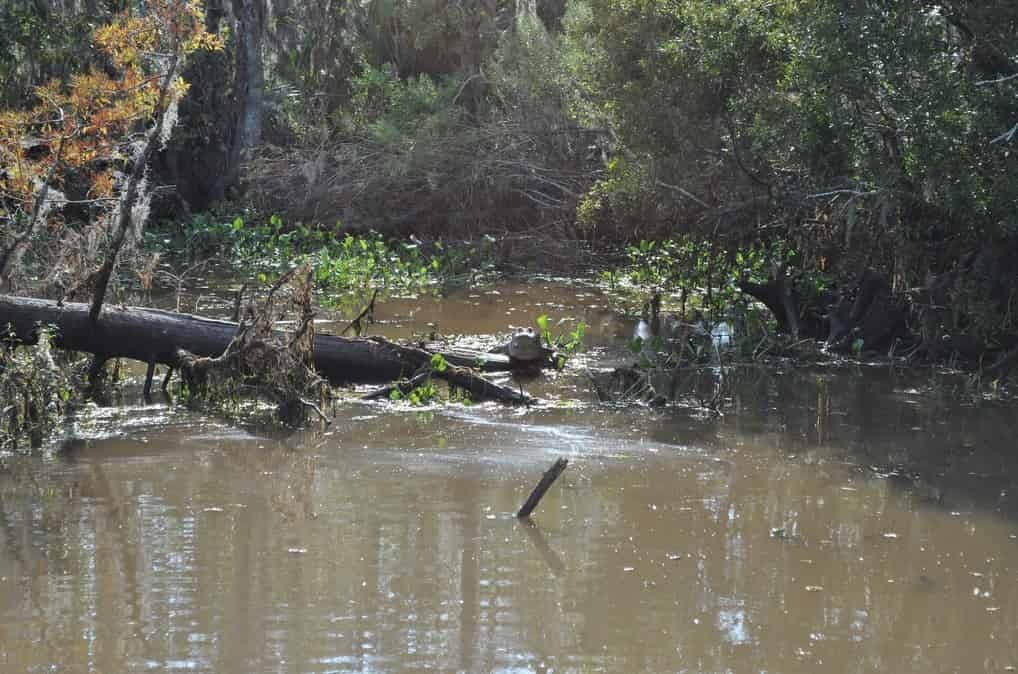 Airboat-Adventures-from-New-Orleans-with-Optional-Transportation