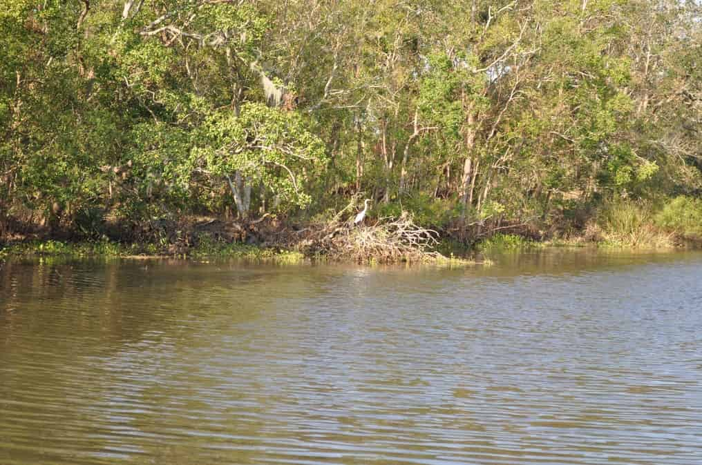 Airboat-Adventures-from-New-Orleans-with-Optional-Transportation