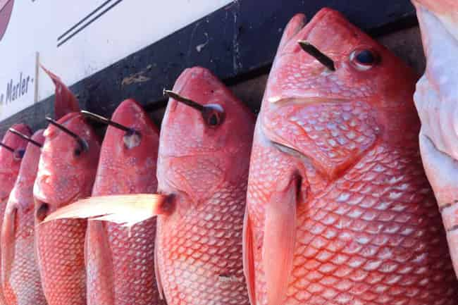 Deep-Sea-Fishing-Party-Boat-in-Destin