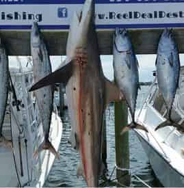 Private Shark Fishing Excursion Aboard the Big Deal