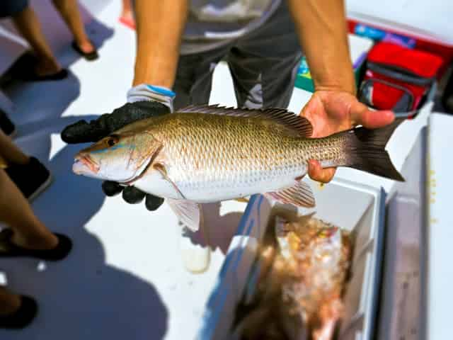 Destin-Party-Boat-Fishing-Excursion-Aboard-Vera-Marie