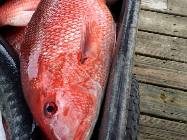 Orange-Beach-Deep-Sea-Fishing-Aboard-the-Outcast