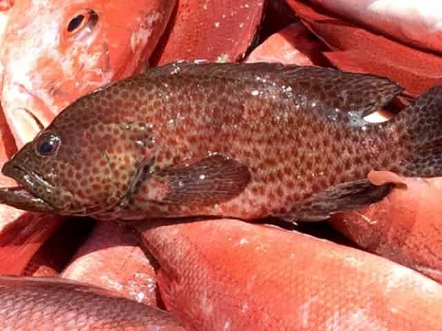 Orange-Beach-Deep-Sea-Fishing-Aboard-the-Outcast