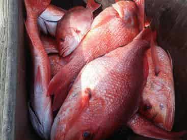 Private Coastal Fishing with Gulf Island Charters