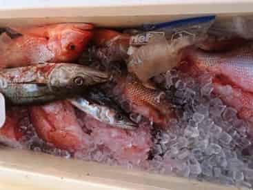 Private Coastal Fishing with Gulf Island Charters