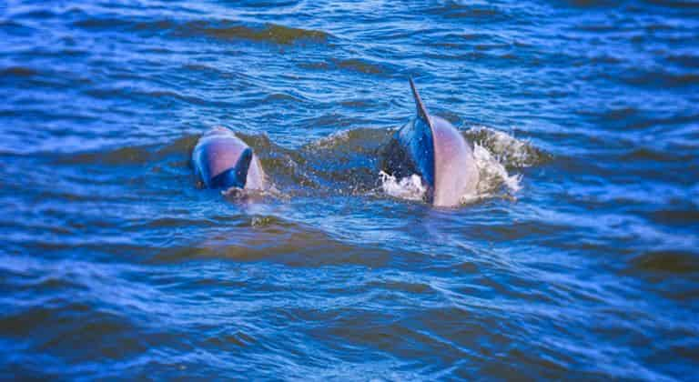 Blue Angels Cruise Aboard Dolphin Tales - TripShock!