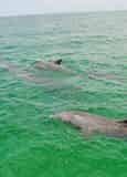 Shell Island Dolphin Tour on Waverunners