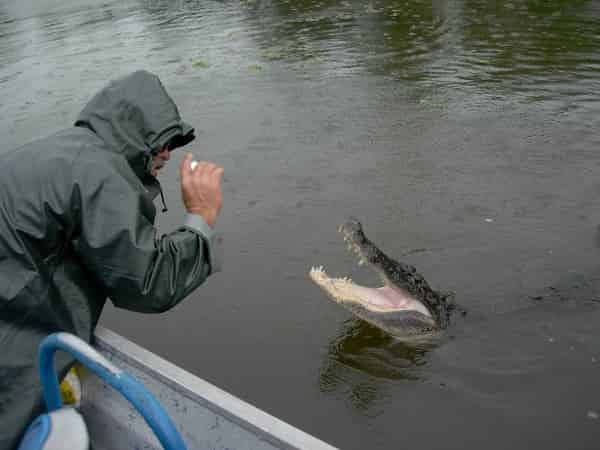 Airboat-Tour-From-New-Orleans-With-Optional-Transportation-By-Louisiana-Tour-Company