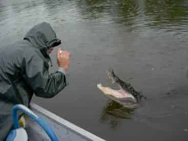 Destrehan Plantation & Airboat Combo with Transportation from New Orleans Hotels