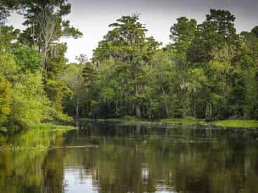 Guided Destrehan Plantation & Swamp Boat Combo with Transportation from New Orleans Hotels