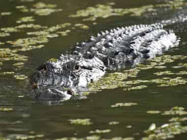 Guided Destrehan Plantation & Swamp Boat Combo with Transportation from New Orleans Hotels
