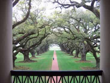 Oak Alley Plantation & Swamp Boat Combo from New Orleans Hotels