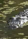 Barataria Swamp Tour from New Orleans with Optional Transportation