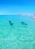 Waverunner Dolphin Tour Departing from Fort Walton Beach (Okaloosa Island)