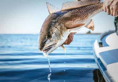 Inshore Night Fishing with 30A Guide Service