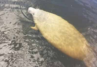 2 Hour Snorkel & Dolphin Experience with Wild Dolphin Tours