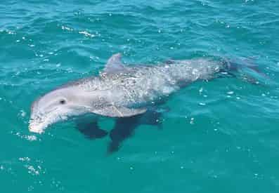 2 Hour Snorkel & Dolphin Experience with Wild Dolphin Tours
