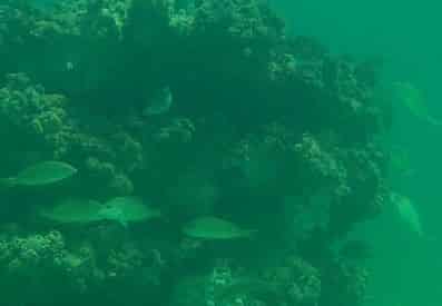 Grayton Beach Reef Snorkel Tour