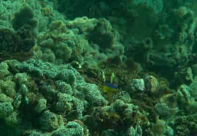 Grayton Beach Reef Snorkel Tour