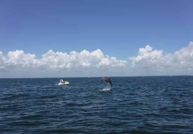 Pensacola-Beach-Jet-Ski-Dolphin-Tour