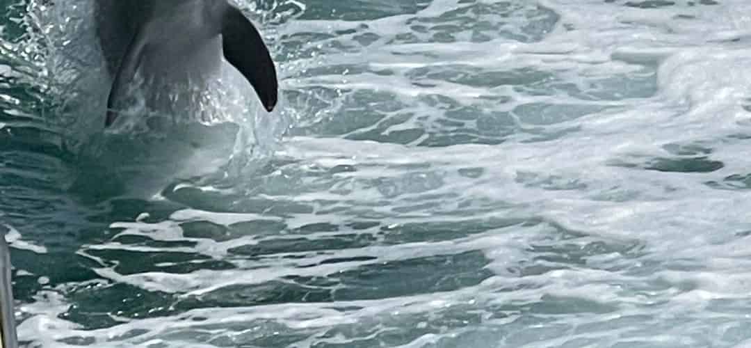 abeaverson-dolphincruisesandtours-april