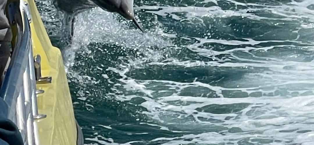 abeaverson-dolphincruisesandtours-april