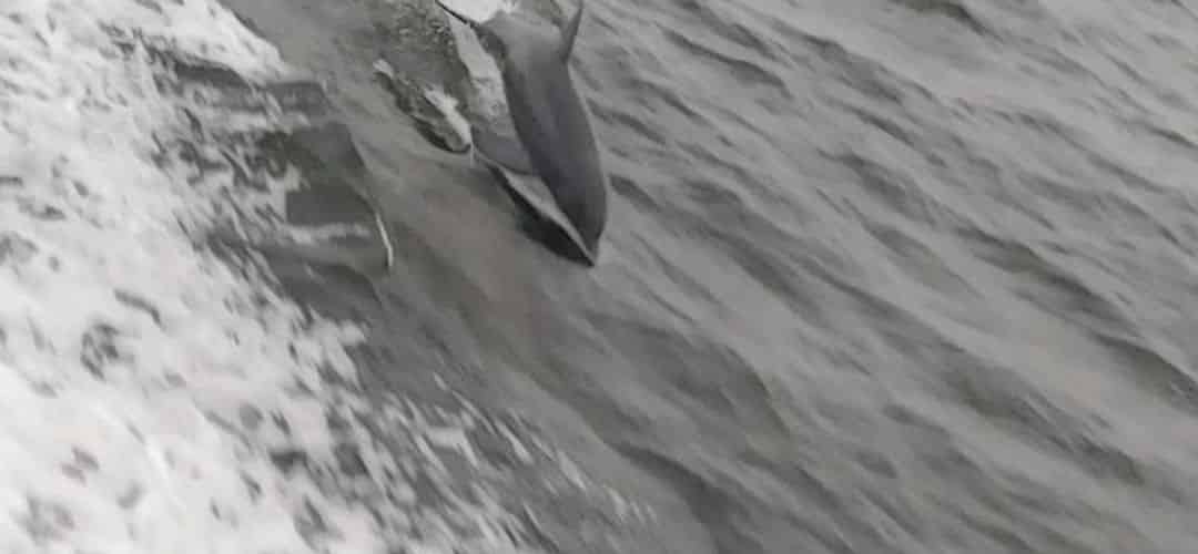 acarrington-dolphintour-june
