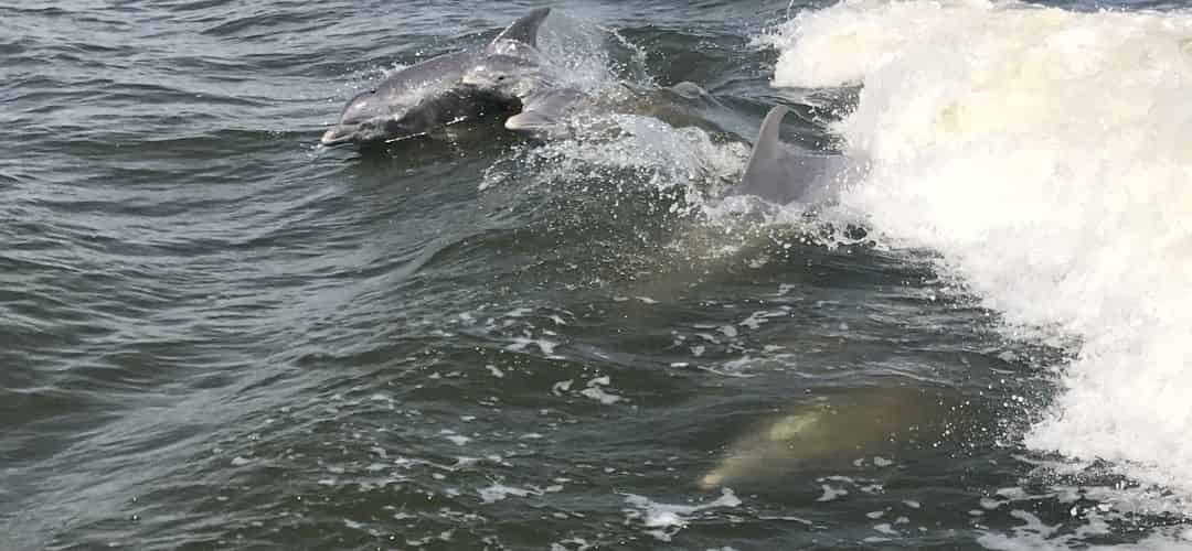 cbatson-dolphincruisesandtours-april