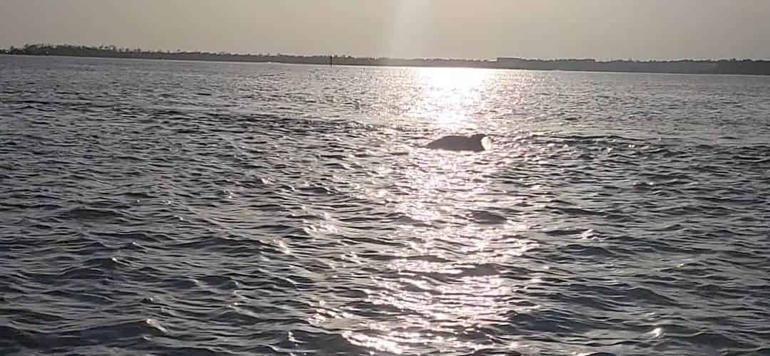 ewagoner-dolphincruise-july
