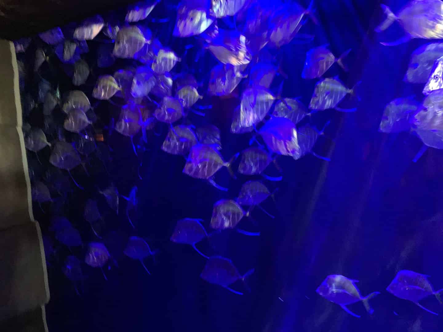 My Family was NonStop Smiles at the Aquarium Verified Traveler Story in New Orleans