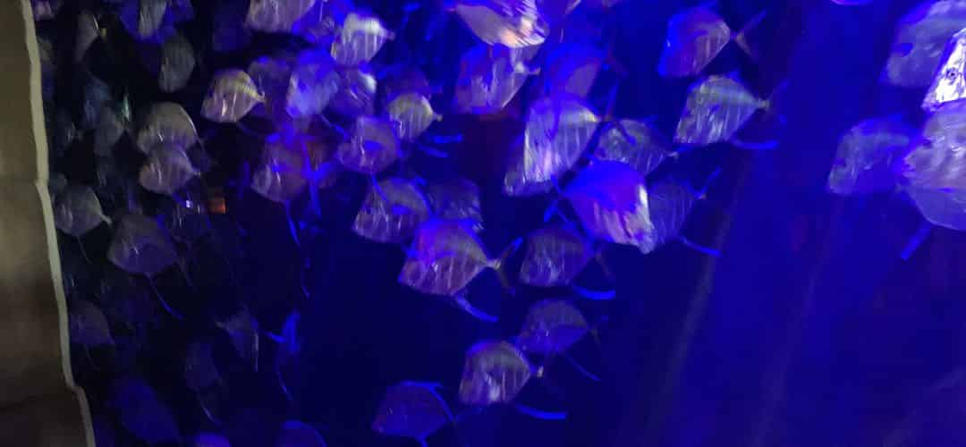 fortner-aquariums-august