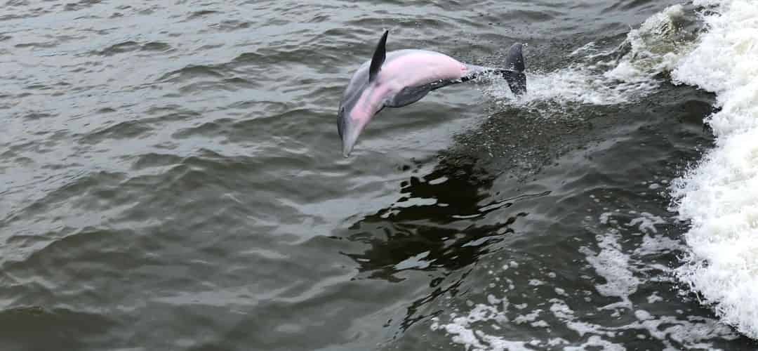 gardner-family-dolphin-cruise-august