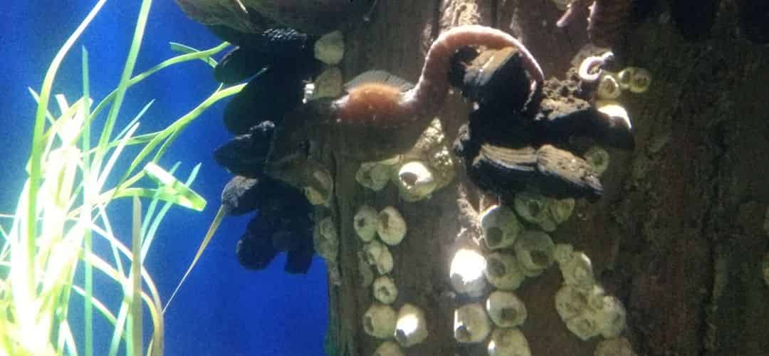 gavin-aquariums-october