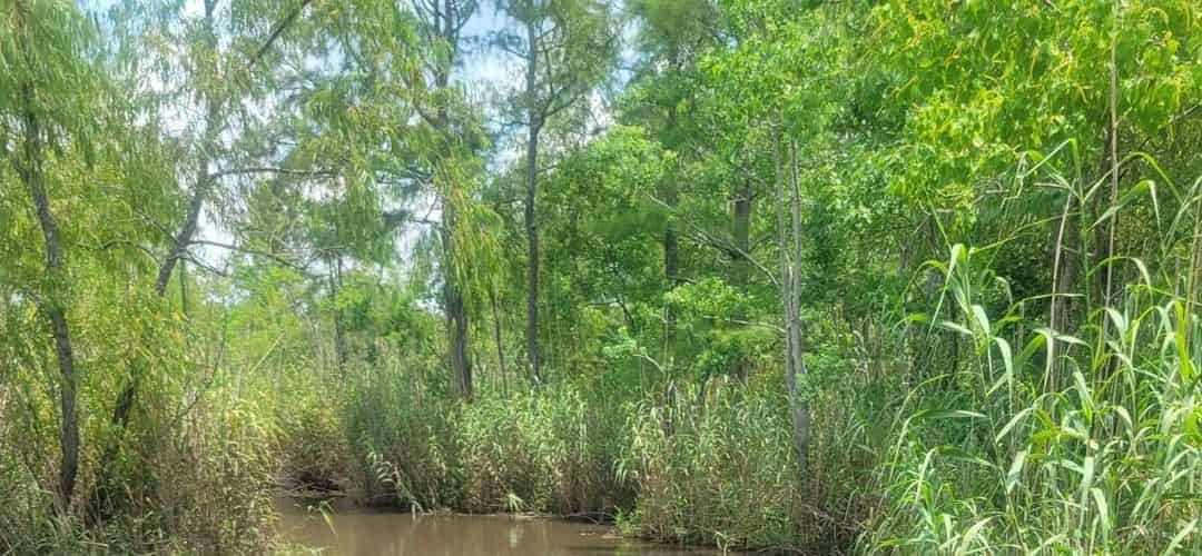 jchandler-alligatorfarmwithairboatride-june