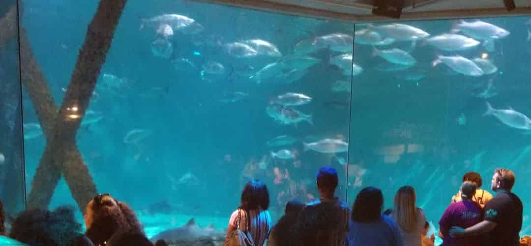 khutson-aquariums-june