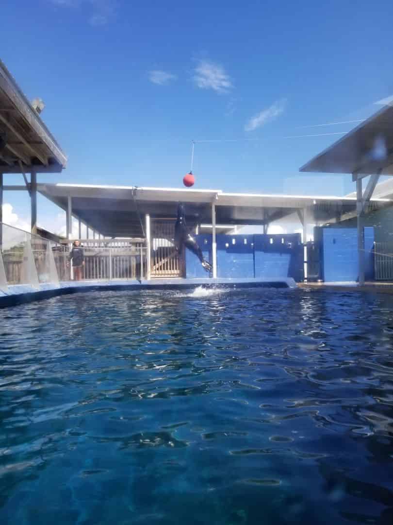 The Dolphins were so Happy doing their Tricks Verified Traveler Story