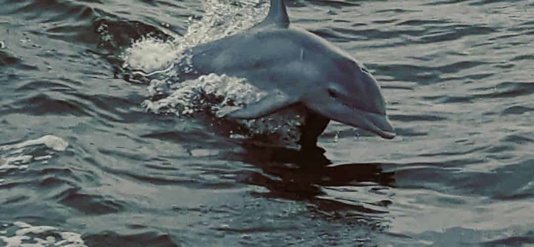 kwheeler-dolphincruisesandtours-november
