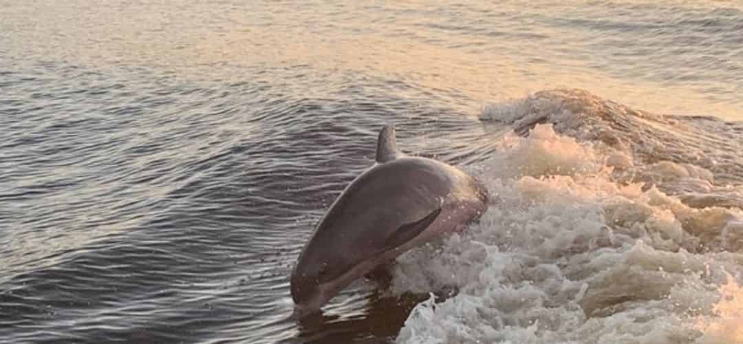 lharrison-dolphincruisesandtours-july