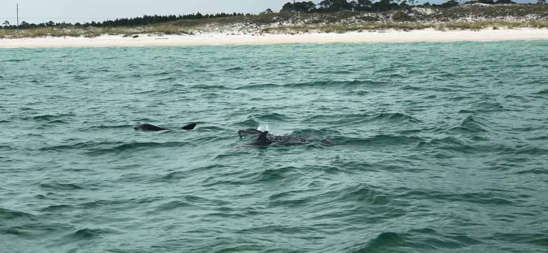 ncamplen-dolphincruises-july