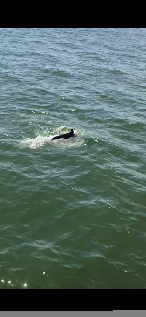 dolphin cruise biloxi mississippi