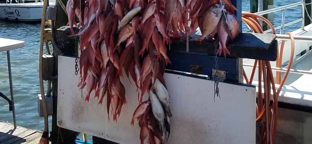rgonzales-olinmarlercharterfishing-august