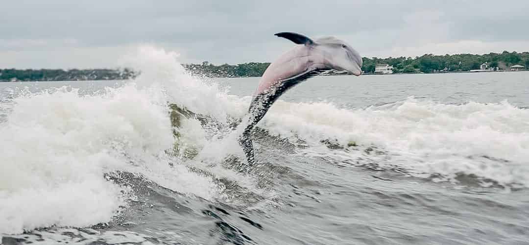 srichards-dolphincruisesandtours-july