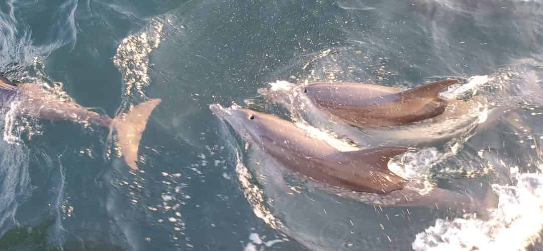 streeper-dolphincruisesandtours-september