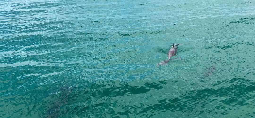 taman-dolphincruiseonthehannahmariedestin-july