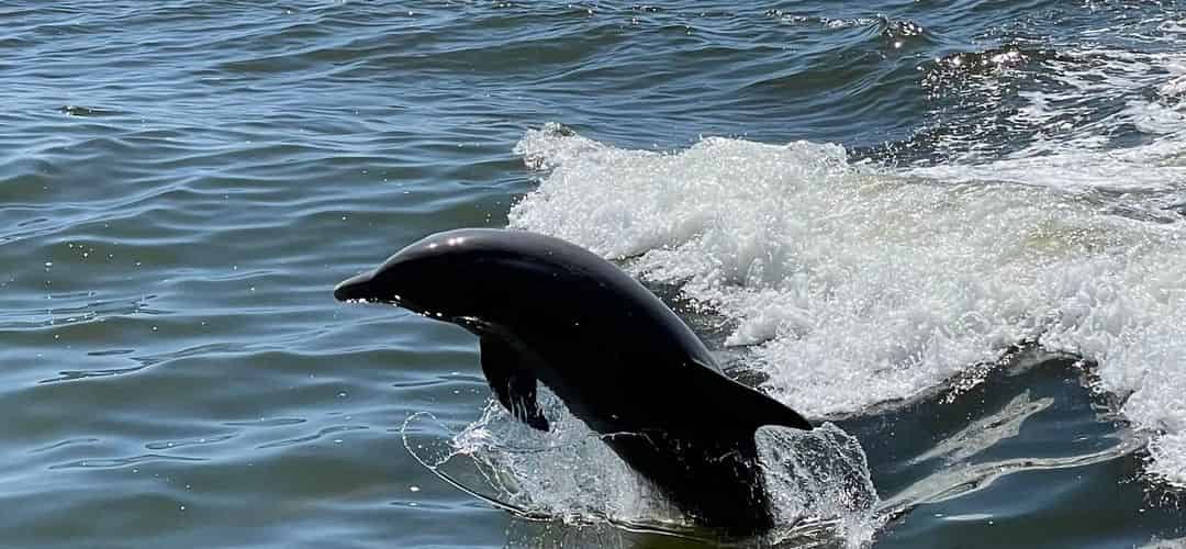 wvanderwiele-dolphincruisesandtours-april